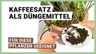 Kaffeesatz als Dünger – Für welche Pflanzen geeignet [upl. by Becky]