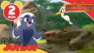 The Lion Guard  It’s UnBungalievable Whos brainier  Disney Junior UK [upl. by Gnivre]