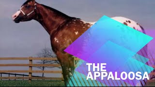 Fun Facts About Appaloosa [upl. by Benoite746]