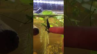 Breeding Giant Water Bugs aquarium freshwater aquatic [upl. by Denten]