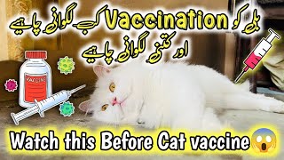 Cat Vaccination  Kitten Vaccination Age amp schedule  Rabies Vaccination for cats  cat vaccines [upl. by Island]