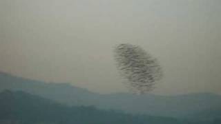 Falcon Attack Peregrine Divebombs Flock of Starlings [upl. by Akeihsat]