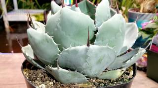 Growing Hardy Agaves  Winter Protection For Hardy Agaves Cactus amp Succulents [upl. by Adur302]