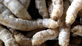 Silk worm farming in India how your silk is made [upl. by Ecertak]