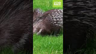 Stachelschwein Jungtier im Zoo Duisburg zoo tiere animals [upl. by Hinman938]