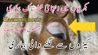 Hamenchosis  Anemia in Goats  Blood Sucking Parasites in Goats  Symptoms  Treatment  Dr Noman [upl. by Welby472]