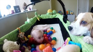 Cuteness Overload Watch This Dog Turn a Baby Crib Into a Ball Pit [upl. by Reviel222]