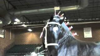 World Percheron Supreme Champion [upl. by Ivzt]