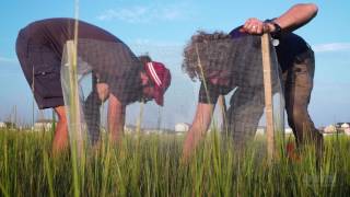 Trophic Cascades in Salt Marsh Ecosystems  HHMI BioInteractive Video [upl. by Frasch539]