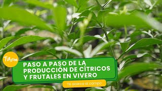 Paso a paso de la producción de cítricos y frutales en viveroTvAgro por Juan Gonzalo Angel Restrepo [upl. by Hcardahs]