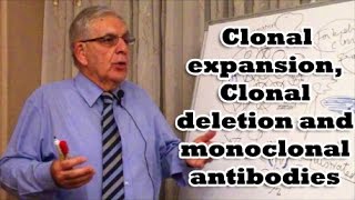 Clonal expansion Clonal deletion and monoclonal antibodies [upl. by Ennairak]