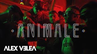 Alex Velea  Animale  Official Video [upl. by Teplitz]