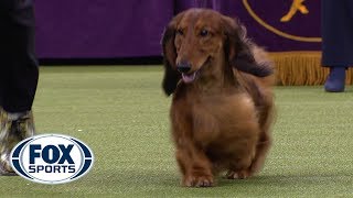 Group judging for the Hound Group at the 2019 Westminster Kennel Club Dog Show  FOX SPORTS [upl. by Everrs988]