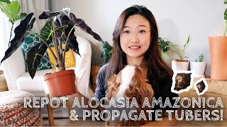 Plant Care amp Repot  Alocasia AmazonicaAlocasia Polly  Houseplants Propagation [upl. by Vergne]