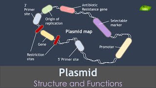 Plasmid Animation  Genetic Engineering  Basic Science Series [upl. by Akkimat]