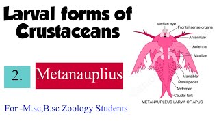 Part2 Larval forms of CrustaceansMetanauplius For Msc Bsc Zoology Students [upl. by Guimar262]