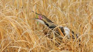 Voices American Bittern [upl. by Tanya]