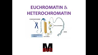 EUCHROMATIN amp HETEROCHROMATIN [upl. by Blatman]