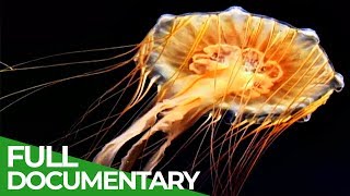 Vicious Beauties  The Secret World of the Jellyfish  Free Documentary Nature [upl. by Leann]