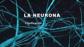 LA NEURONA Clasificación estructura y funciones [upl. by Karylin]