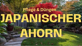 Japanischer Ahorn Alles über Pflege und Düngung des Japanischen Ahorns [upl. by Cherri]