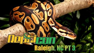 REPTICON Raleigh Winter 2022 Reptiles Arachnids amp Exotics Full Convention Walk through Part 3 [upl. by Pitchford]