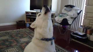 Siberian Husky Howling [upl. by Nialb]