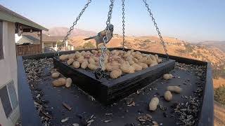 Tehachapi Bed and Trains Airbnb LIVE Bird Cam [upl. by Mansoor]