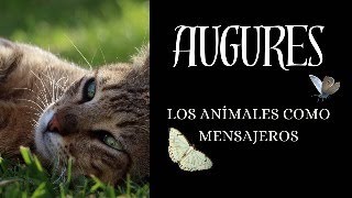 Augurios buenos y malos de los animales Tarot abierto carta consejo [upl. by Revolc]