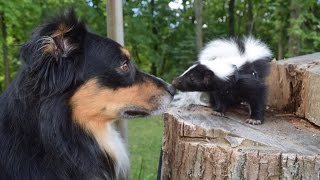 Funny Cute Pet Skunk Adventures [upl. by Adnole]