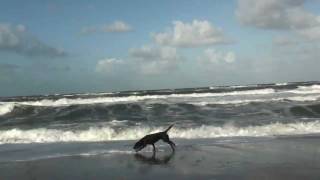 Hundeurlaub Dänemark Hunde toben am Strand [upl. by Atnohsal786]