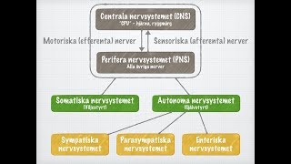 Nervsystemets funktionella indelning [upl. by Noyerb]