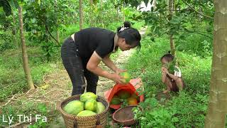 Harvesting papaya to sell at the market  Building daily life [upl. by Eelegna]