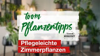 toom Pflanzentipps – Pflegeleichte Zimmerpflanzen  toom Baumarkt [upl. by Mode]