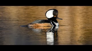 Hooded Merganser Ducks Male and Female on my pond in March TM [upl. by Martinson]