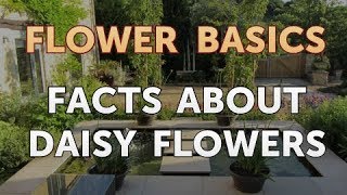 Facts About Daisy Flowers [upl. by Ecikram]