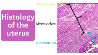 Histology of the uterus  Perimetrium Myometrium and Endometrium [upl. by Moitoso392]