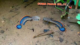 SANGAT BERUNTUNG MENEMUKAN CHANNA LIMBATA SEGAN4S INI  Cara Unik Mancing Ikan Channa Limbata [upl. by Emilee423]