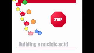 Dideoxy DNA Sequencing [upl. by Ahsatel403]