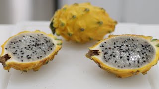 How to Eat Yellow Dragon Fruit Pitahaya Pitaya  Taste Test [upl. by Anitsirhcairam]