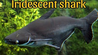 Exploring the Iridescent Shark Facts and Care Tips [upl. by Marigolde]