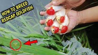 How to breed goldfish redcap  Natural breeding  Redcap Oranda Goldfish [upl. by Orji]