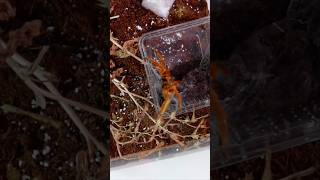 P Murinus OBT Rehousing 😭 tarantula vogelspinne pmurinus obt obttarantula [upl. by Mac464]