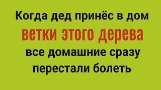 Из дома уйдёт порча ругань и болезни Принесите в дом ветки этого дерева [upl. by Bubalo]