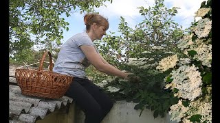 How to make kvass and lemonade from elderberry flowers [upl. by Tigram128]