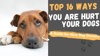 16 Ways You Are Hurt Your Dog Without Realizing [upl. by Yadrahc]