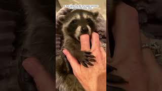 A man saves the life of a baby raccoon and adopts the child then raccoon babyraccoon short [upl. by Oirevlis]