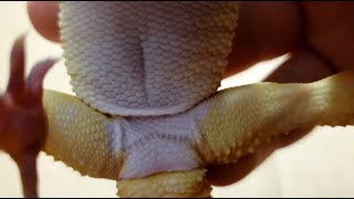 Leopard Gecko FEMORAL PORES  Yes They Have Them Too [upl. by Labina]