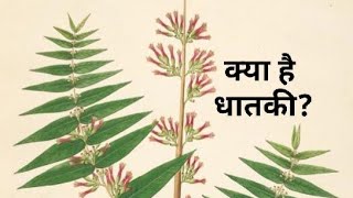 धातकी Dhataki Woodfordia fruticosa – Properties Benefits amp Dosage ayurveda bams 2nd y dravyaguna [upl. by Meletius]