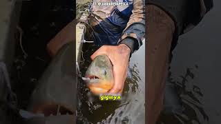 Fakta ikan piranha [upl. by Arok]